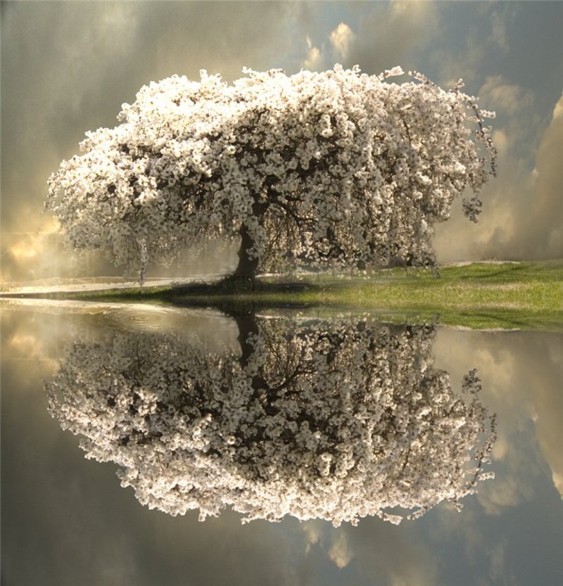 arbre miroir